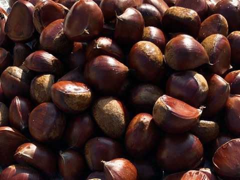 【生栗】長野県波田産 ずっしり３L～４L大粒栗（14日間氷温追熟済）甘み凝縮　1kg