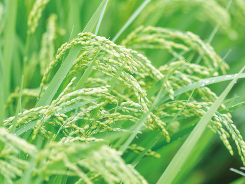 希少な幻のお米イセヒカリ5㎏令和6年産 佐賀県産 有機米 イセヒカリ｜珍しい希少品種で特別なごはんを！(イセヒカリ 玄米 5kg)