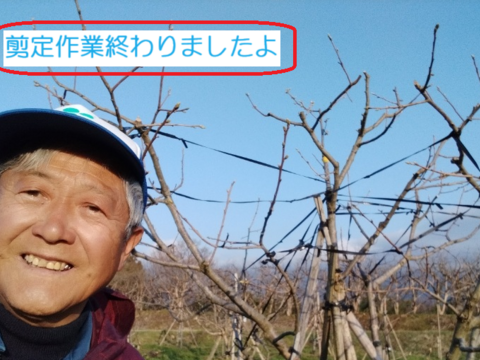 楽しみ２倍ですよ『太秋柿・輝太郎柿』４Ｌ・８個 ・２.45kg以上 白い箱入り