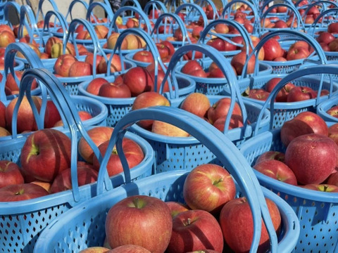 🍎シナノスイート🍎約3キロ箱(家庭用)9〜11玉 ID296866 甘い りんご