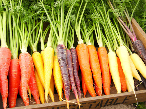 【彩り鮮やか細美がおしゃれ】京都産バーニャカウダ人参　1kg（約20本以上）