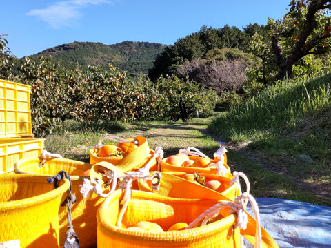 幻の柿「陽豊」（家庭用12個）