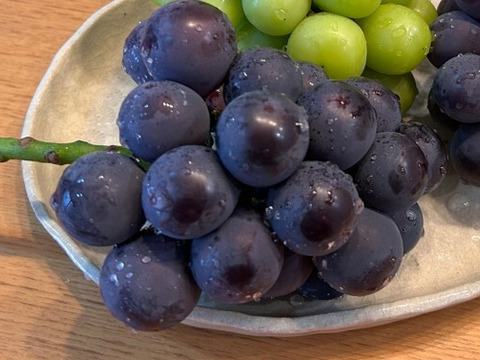 【収穫スタート】オーロラブラック 約1.8kg ／岡山県産／種なし／黒ぶどう