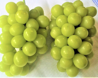 【岡山産シャインマスカット】ご家庭用粒250g×4袋　殺虫剤・殺菌剤を使わない栽培　今年もありがとうございました　ラストです