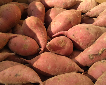 自然栽培〈訳あり べにはるか〉大分県産さつまいも 10kg