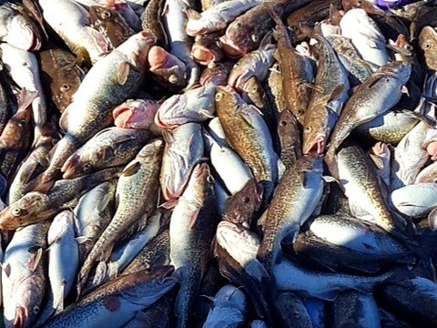 【真空冷凍】ぶりんぶりん！どデカ真鱈の切り身３㎏