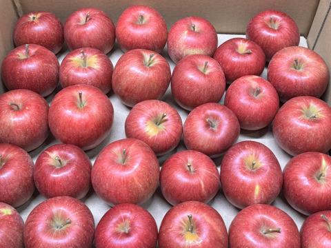 ★すぐに出荷★【加工用バラ詰め】極小玉のシナノスイート!! ジュース、スイーツ、コンポート、すりおろし林檎　加工用・業務用🍎約4.5Kg青森県産