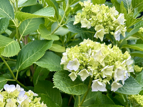 【アジサイ生花（3本〜5本）】田舎の小さなガーデンで、今年もアジサイたちが美しく咲き始めました。淡いブルーやグリーンが混ざり合う、優しい色合い。アジサイを3〜5本ほど、心を込めてお届けいたします。