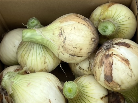 【淡路島直送】春を告げる新玉ねぎ「ボルト」/極上の甘さと瑞々しさ　５kg（サイズ混合）