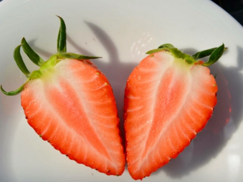 ★冷涼な軽井沢は7月までがいちごの旬★【軽井沢高原プレミアムいちご・化学農薬を限界まで抑えたこだわりの当園独自農法】☆厳選☆スタンダードBOX（15粒または18粒入り【贈答用】）