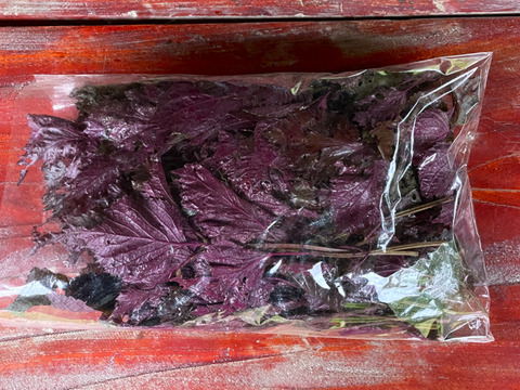 【6月末頃〜発送】自然栽培 赤紫蘇（赤しそ 500g〜 朝採り ｜赤しそジュース・梅干し用｜栽培期間中農薬不使用