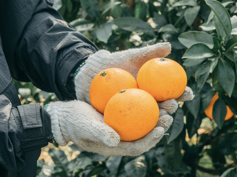 【数量限定】とろけるゼリー食感！段畑まどんな　(4キロ　ご家庭用) 【冬ギフト】段畑マドンナ(紅まどんなと同品種)