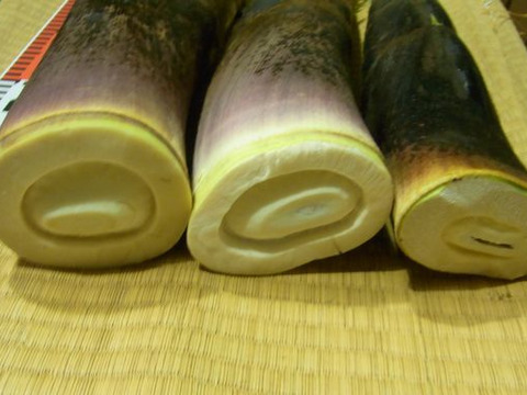 【最短発送】兵庫産朝掘りたけのこ3.5kg