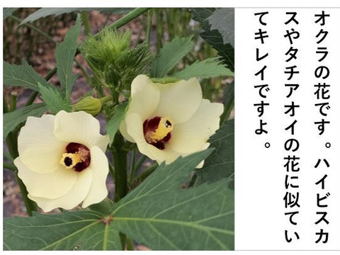 オクラとトマトのセット<オクラ40本/トマト1400g>【朝どれ】【夏ギフト】