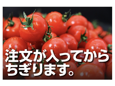 【極み】塩トマトのようなフルーツトマト　ソムリエミニトマト　ダイヤ１.5kg（９０玉～１５０玉）