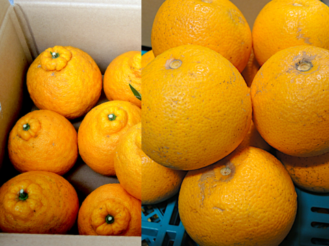 ☆和歌山産☆ 柑橘2種ミックス 8kg/三宝柑・八朔