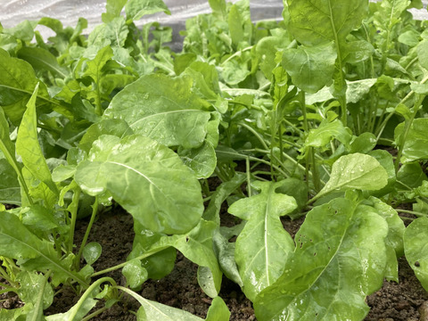 寒暖差で美味しくなってます！季節の野菜セット【7品目】＃栽培期間中農薬・化学肥料不使用