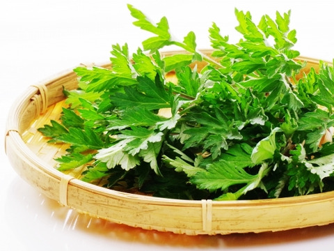 【有馬温泉の麓発】天然 生よもぎ100g 春の訪れの香り 兵庫県旧有馬郡産 山菜