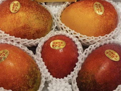 沖縄県産農家直送アップルマンゴー2kg 最終価格！！【沖縄県産】アップルマンゴー。家庭用（約2Kg）5