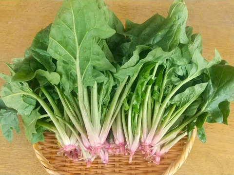 【期間限定】冬越し露地ほうれん草　※農薬化学肥料不使用