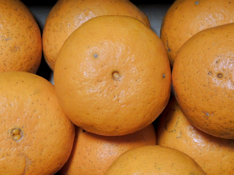 ☆和歌山産☆人気の希少品種 ”はれひめ" 2kg（数量は希望に応じて対応）