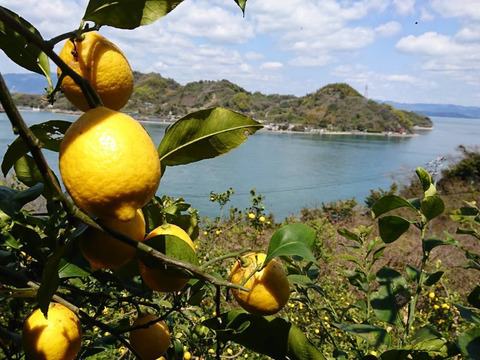 【小玉】酸っぱいだけじゃない！甘味も感じる広島県大崎下島産 特別栽培レモン2.5キロ
