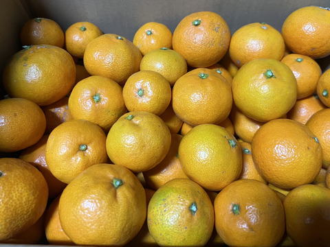 訳あり家庭用　みかん6.5㎏（75個〜80個）