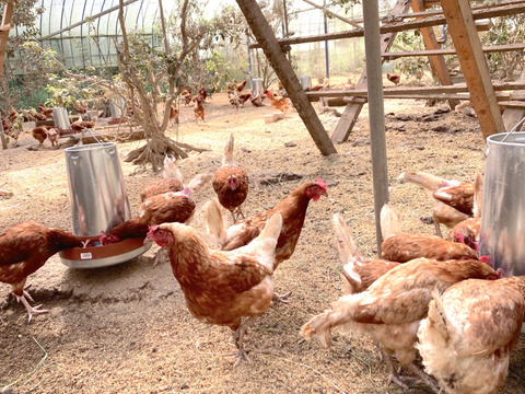 リピート率7割の弾力びっくり！平飼い卵！（6パック:60個）