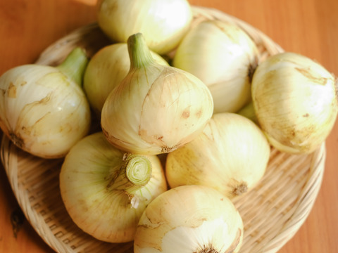 【予約商品】淡路島産新玉ねぎ 〚スイートオニオン』5kg