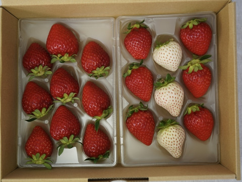 【Premium Strawberry Selection】
特選よつぼしと紅白set 290g×2p
