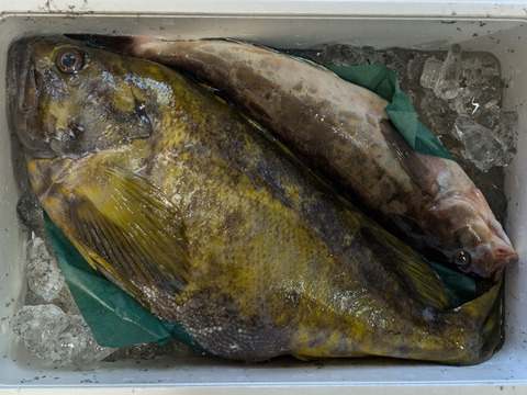 【知床羅臼直送】 2kgアオゾイ(クロメヌケ)神経締め オマケ付き