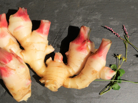 【有機JAS認証】期間限定☆ショウガ　500g　(60サイズ）