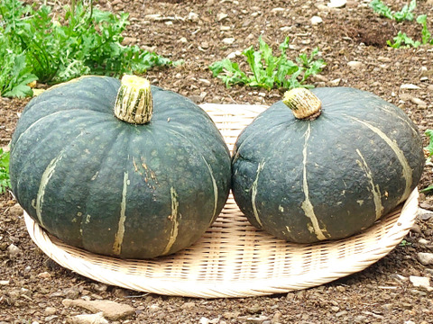 ★爽やかな甘みと、もっちりとした食感★熟成 くり将軍(約3㎏/2玉)[化学農薬・化学肥料不使用]