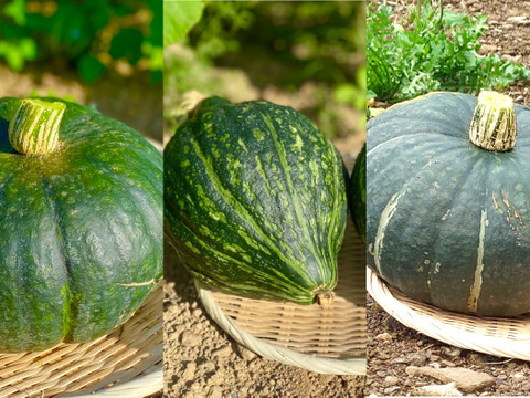 濃厚・甘み・爽やか｜味と食感が違う3種のかぼちゃ福袋（6玉・たっぷり） [ 化学農薬・化学肥料不使用 ]