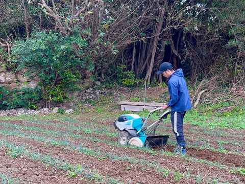 【島らっきょう500g】5月から収穫開始！「喜界島」の太陽と隆起サンゴ礁でできた『農薬不使用の土』で栽培