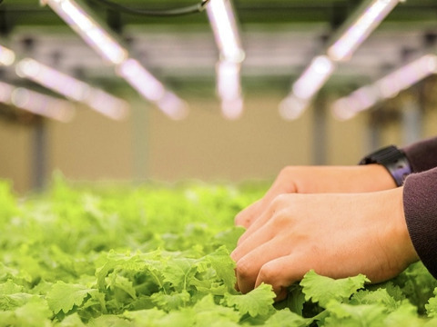 洗わずそのまま❕【アドガワリーフ】ベビーリーフ2袋(250g×2)