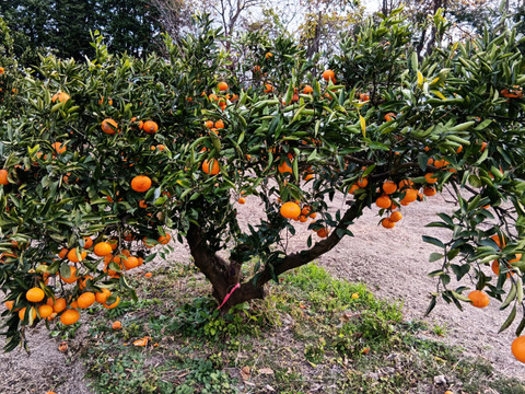 糖度・酸度のバランスの良い温州みかん　C 4.5kg