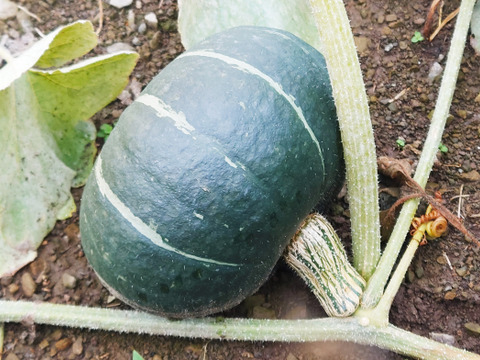 ★爽やかな甘みと、もっちりとした食感★熟成 くり将軍(約3㎏/2玉)[化学農薬・化学肥料不使用]