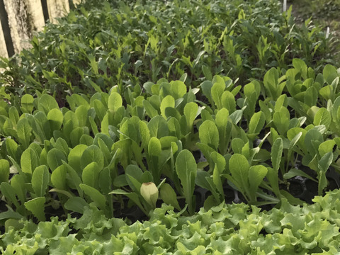 ☆おうち菜園・食育セットお野菜だいすき!☆葉物ミックス【種から無農薬】有機培養土10ℓ、有機種子(水菜・小松菜・ほうれん草)、有機液肥のセット