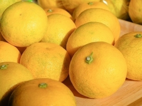 【数量限定】完熟ゆこう　3000g
生産量が少なくスーパーでは出回らない「幻の果実」京都の料亭では欠かせない存在であり、近年はヨーロッパのシェフたちにも愛さるローカル柑橘