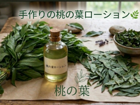 桃の葉（生葉）🌿300枚以上☆桃の葉風呂、手作り桃の葉ローション等に♪☆農薬、除草剤、化学肥料等不使用の桃の木の生葉☆自然栽培🌿ゆうパック🏣