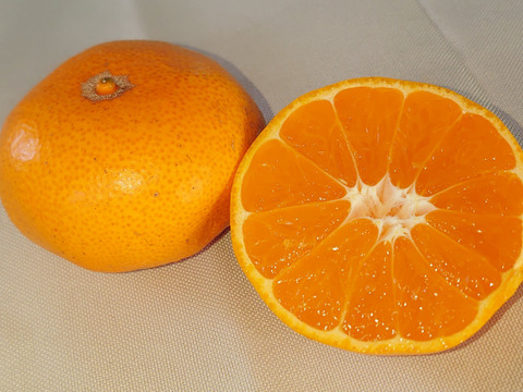 【自然栽培】  弁当に最適 小玉(５ｃｍ以下）  早生 15K