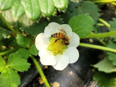 三拍子そろった美味しさ！いちご品種：❝よつぼし❞ 300g以上ｘ2ｐ