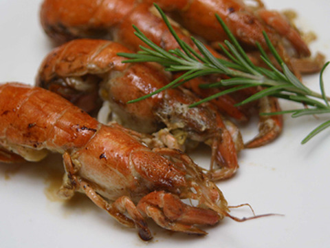 【12月上旬まで！数量限定】有明海産の極上珍味！アナジャコ、マジャク、シャク！漁師直送！(500g・20匹前後)