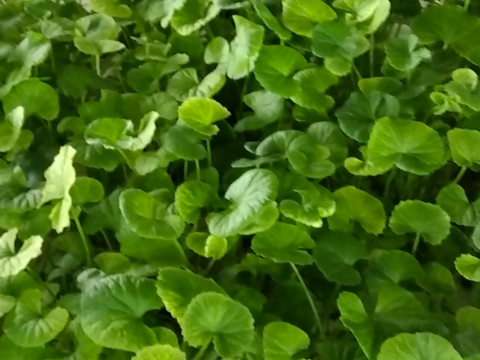 【「ツボクサ（CICAリーフ）」+「きぬありーぶす」ミックスセット】
アーユルヴェーダハーブ！「ツボクサ（CICAリーフ）」20ｇ×3袋
スーパーリーフミックス！『きぬありーぶす』 50ｇ×6袋