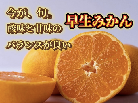🍊今が旬🍊愛媛県明浜産　温州みかん　ご贈答用　５ｋｇ サイズS～2L