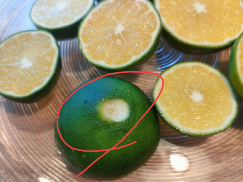 【青い高根島みかん】10月の摘果みかん【5kg】