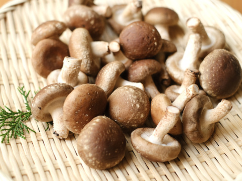 コロコロ椎茸600g