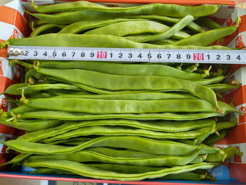 特別オファー ジャンボインゲン^^優品!!農家直送!：熊本県産の野菜｜食べ 野菜