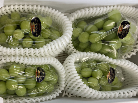 クール便　岡山県産　種なし　シャインマスカット　3房から4房　約2キロ　S2-3-4f